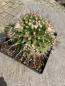 Preview: Mammillaria mystax
